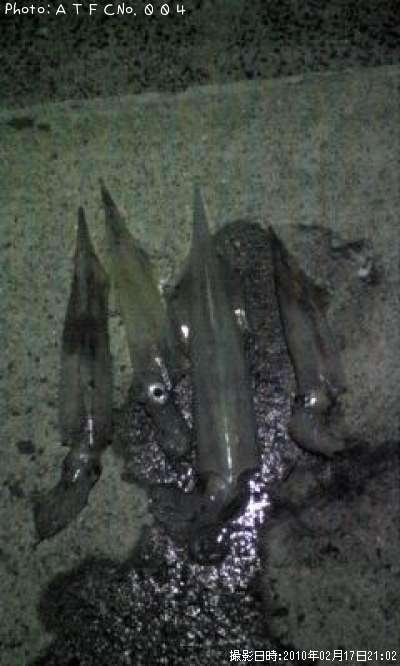 ����ᥤ��