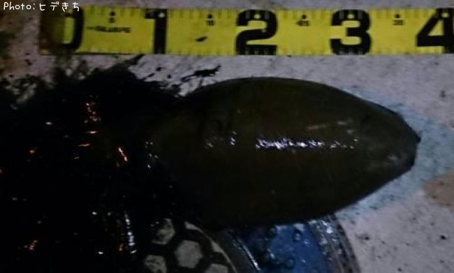 ��󥴥�����