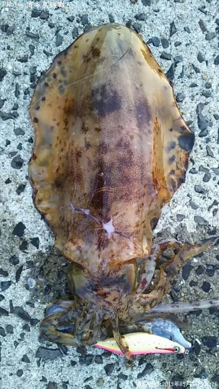 �����ꥤ��