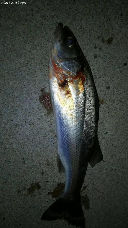 �����Х�