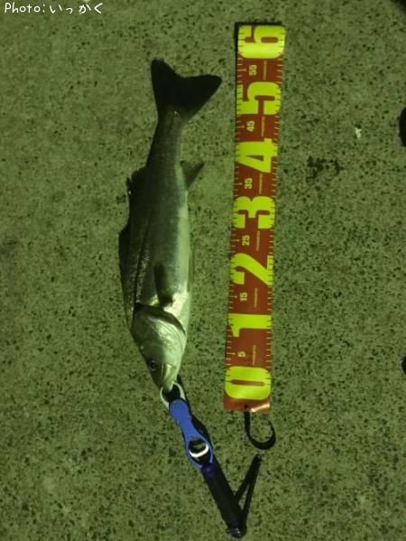 �����Х�