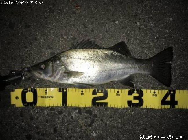 �����Х��ʥҥ饻������