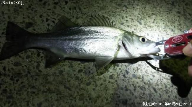 �����Х�