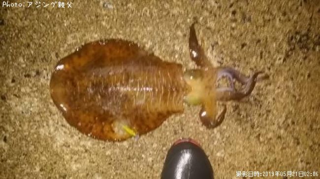 �����ꥤ��