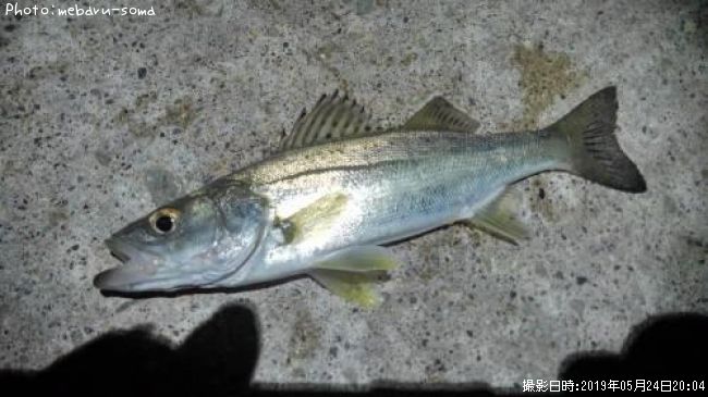 �����Х�