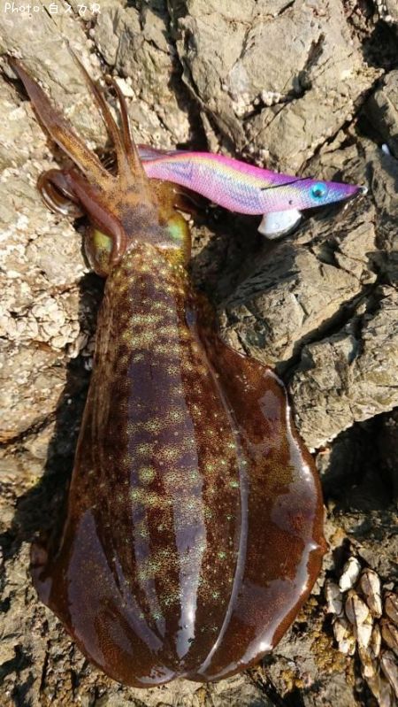 �����ꥤ��