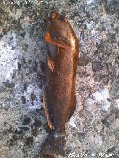 �����ʥ�