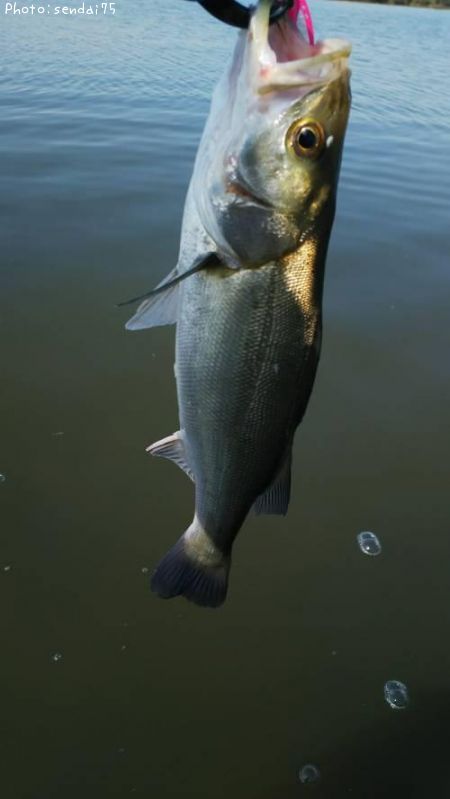 �����Х�