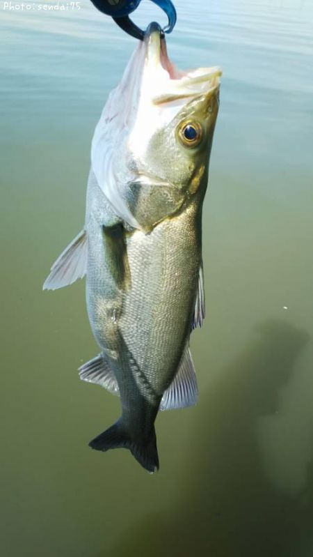 �����Х�