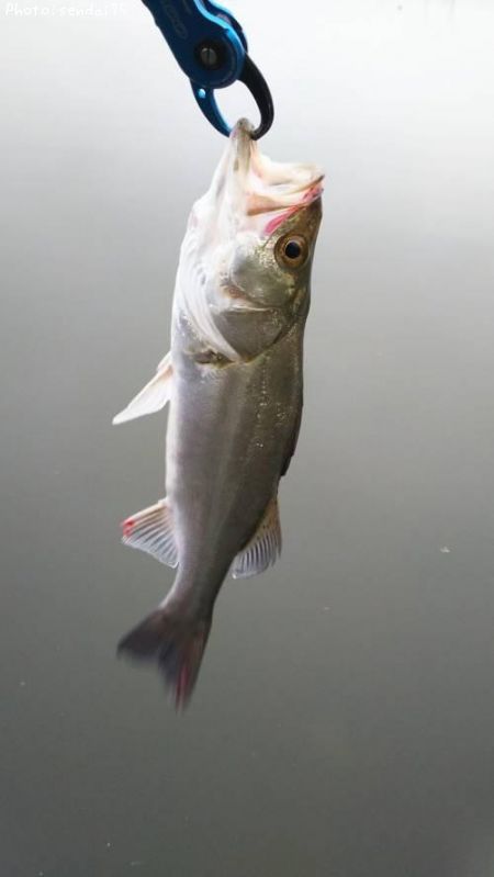 �����Х�