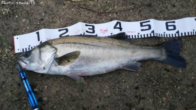 �����Х�