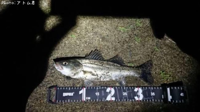 �����Х�