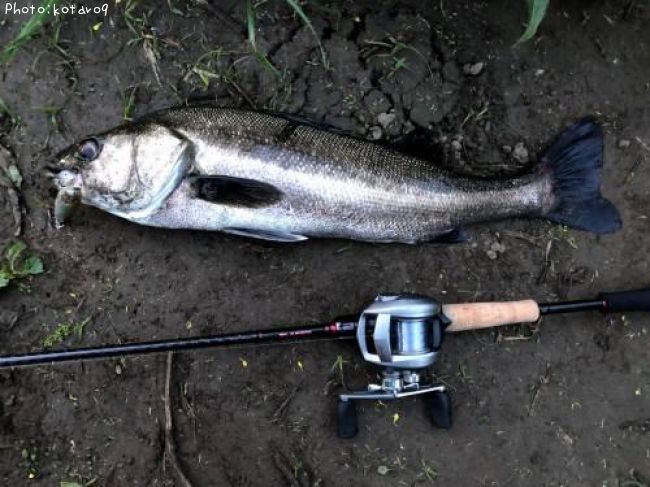 �����Х�