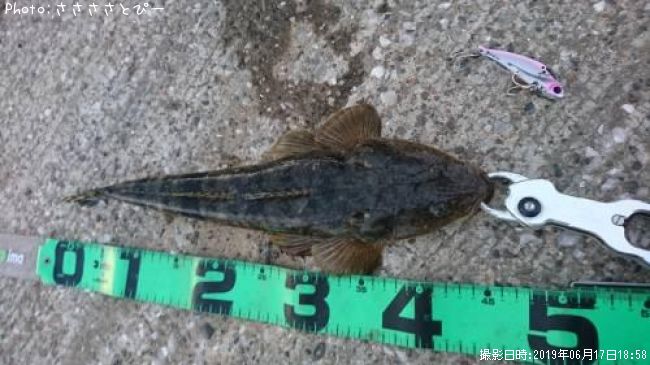 �ޥ������勵�ꥬ��