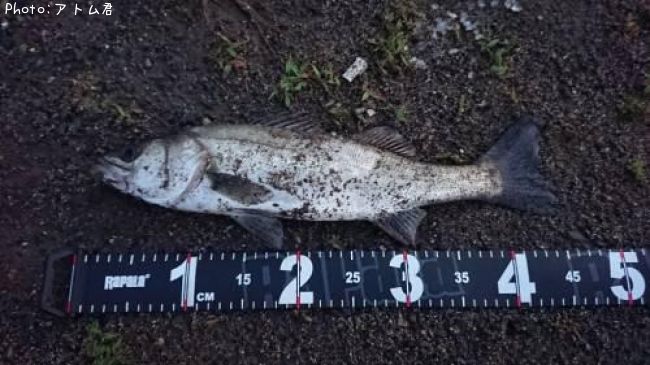 �����Х�