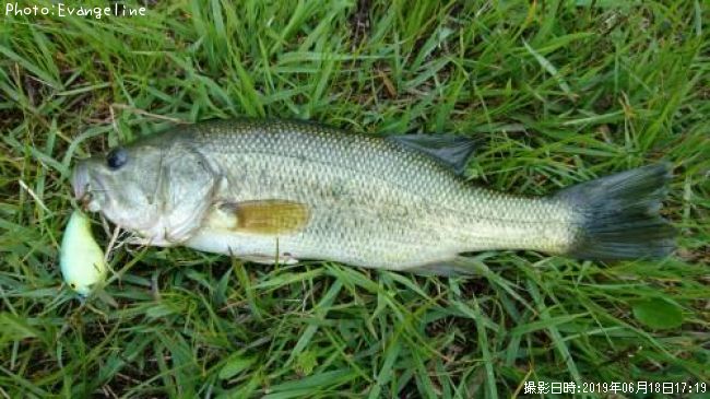 �֥�å��Х�