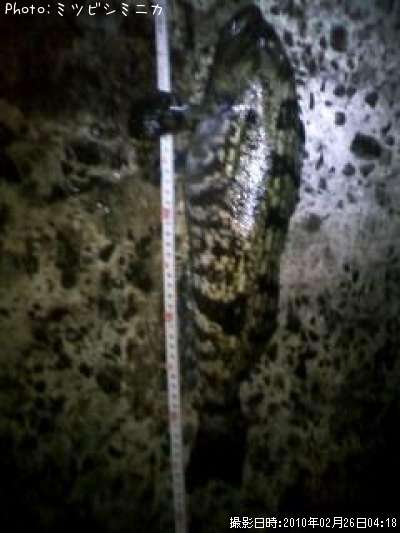 �����ʥ�