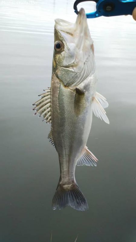 �����Х�