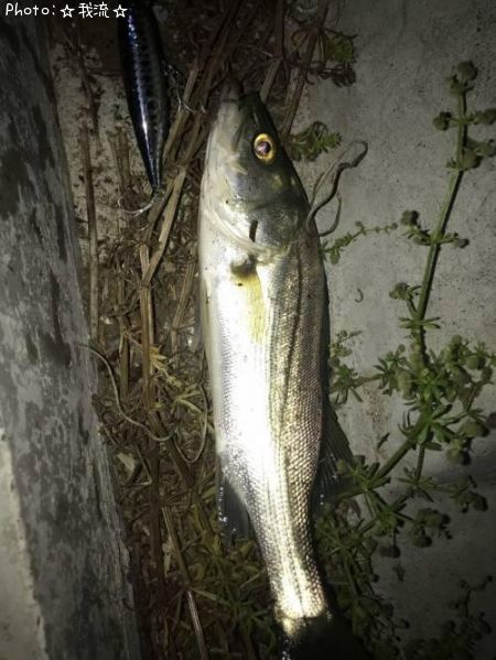 �����Х�