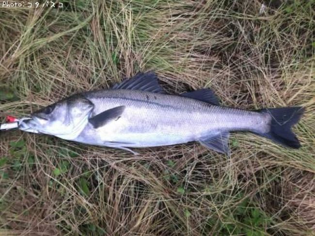 �����Х�