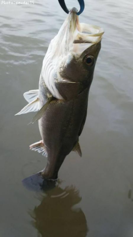 �����Х�