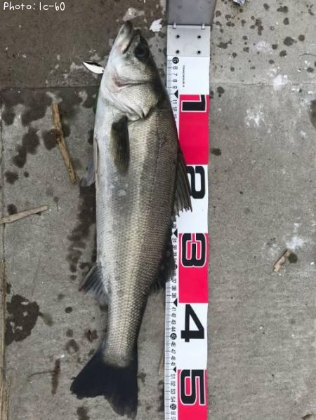 �����Х�