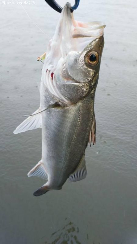 �����Х�