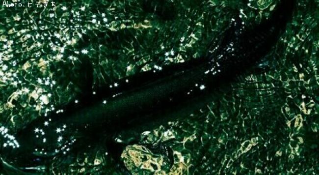 �����Х�