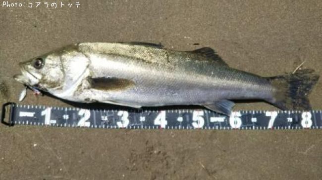 �����Х�