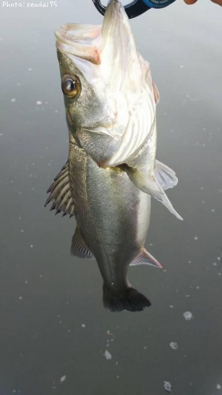 �����Х�