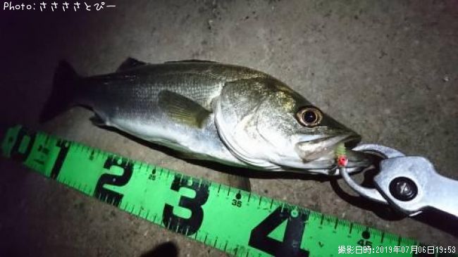 ��Х�������Х�