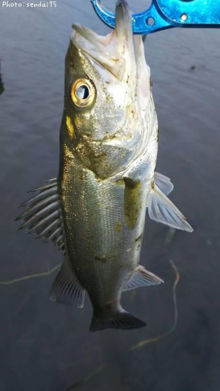 �����Х�