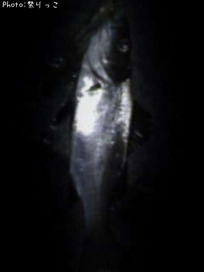 �����Х�