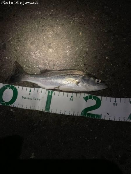 �����Х�