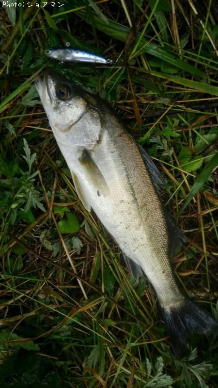 �����Х�