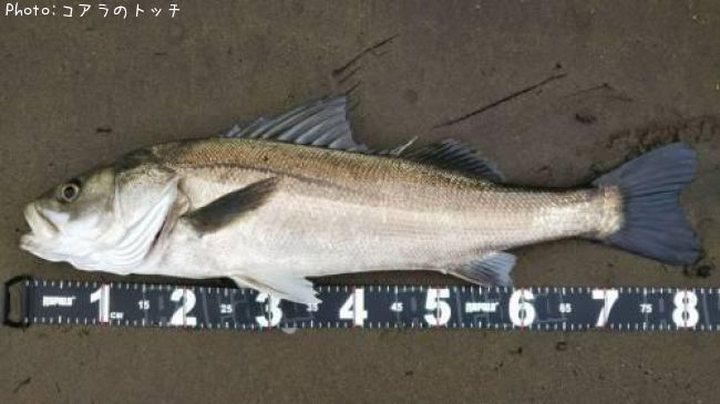 �����Х�