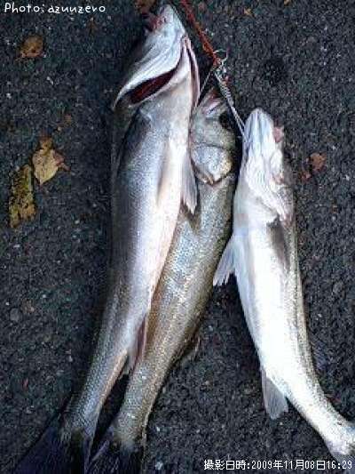 �����Х�