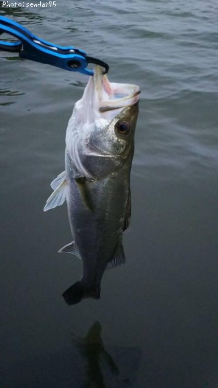 �����Х�