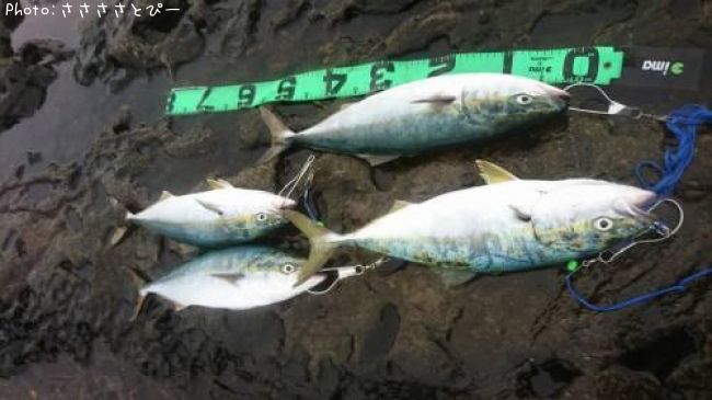 ���ʥ������祴