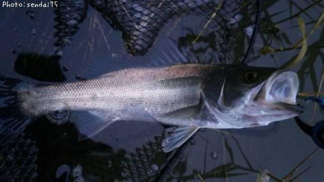 �����Х�