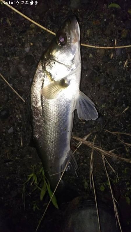 �����Х�