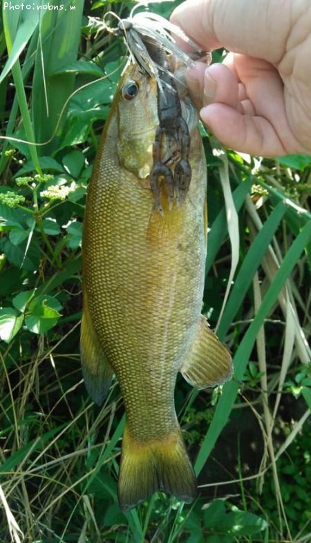 �֥�å��Х�