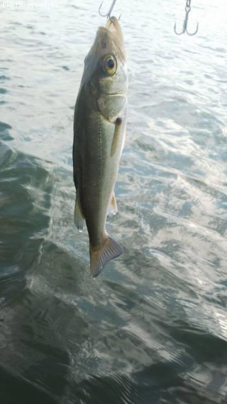 �����Х�