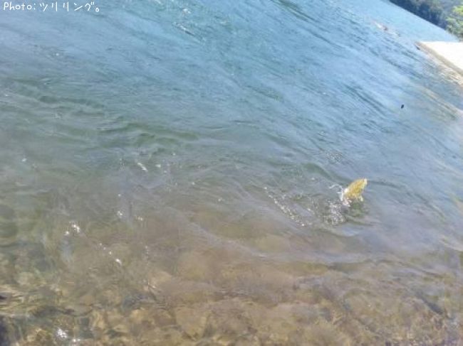 ���⡼��ޥ����Х�