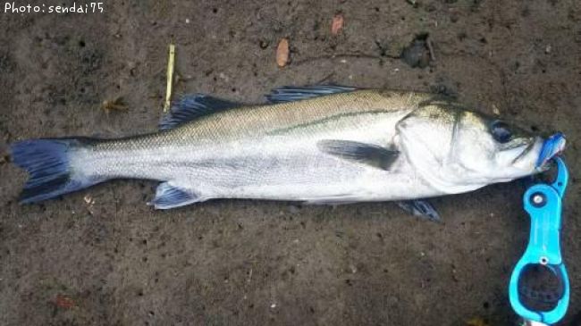 �����Х�