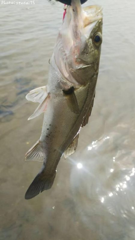 �����Х�