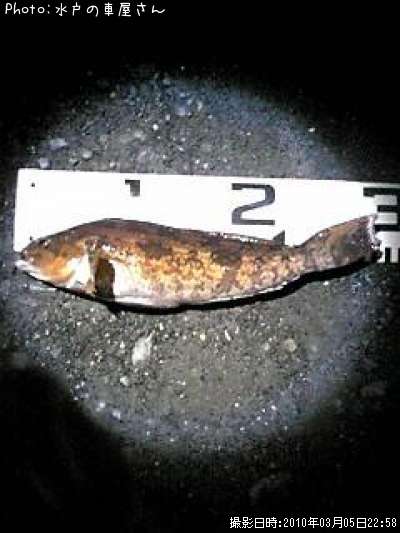 �����ʥ�