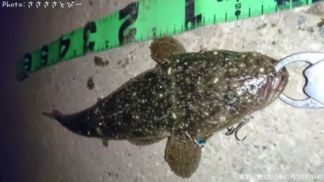 �ޥ������勵�ꥬ��