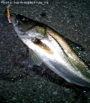 �����Х�