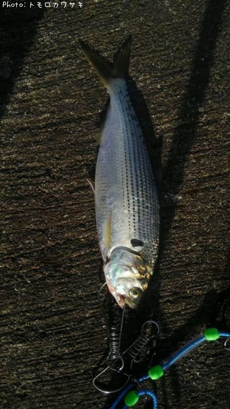 ���Υ���